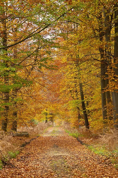 Woods in autumn time, Surrey, England, UK