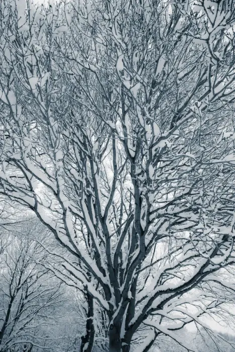 Framed Print : Woods in Snow, England Framed Print : Woods in Snow, England