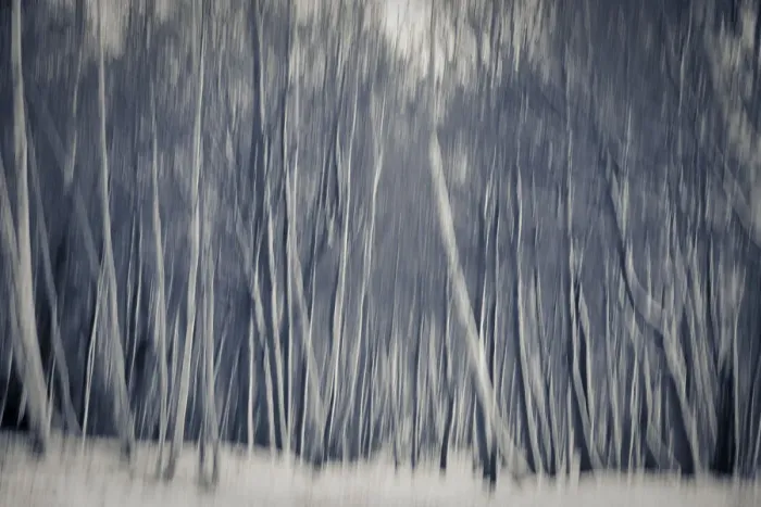 Framed Print : Woods in snow, England Framed Print : Woods in snow, England