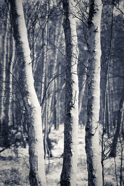 Woods in snow, England