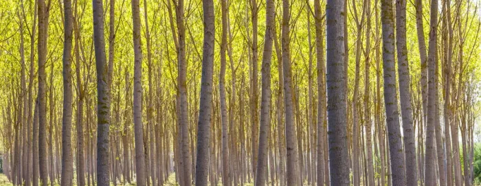 Framed Print : Woods, Tuscany, Italy Framed Print : Woods, Tuscany, Italy