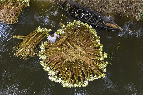 Workers spend all day in the water harvesting waterlilies, Munsiganj, Bangladesh