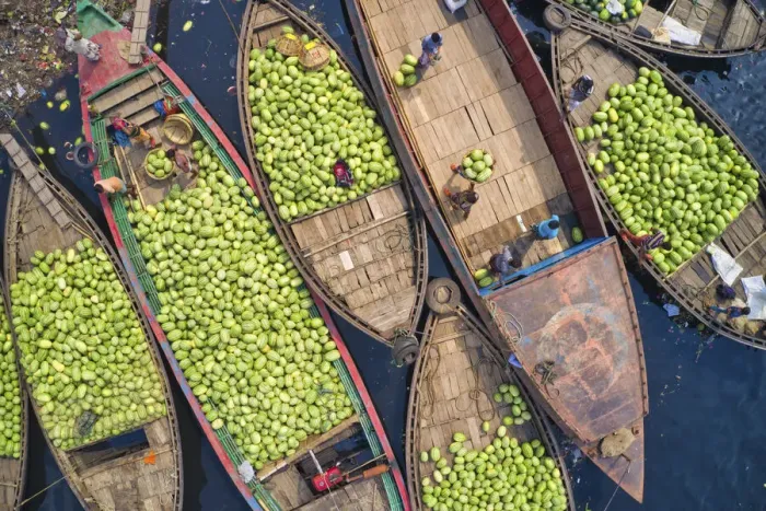 Framed Print : Workers unload watermelons from the boats using big baskets, Sadarghat, Dhaka, Bangladesh Framed Print : Workers unload watermelons from the boats using big baskets, Sadarghat, Dhaka, Bangladesh