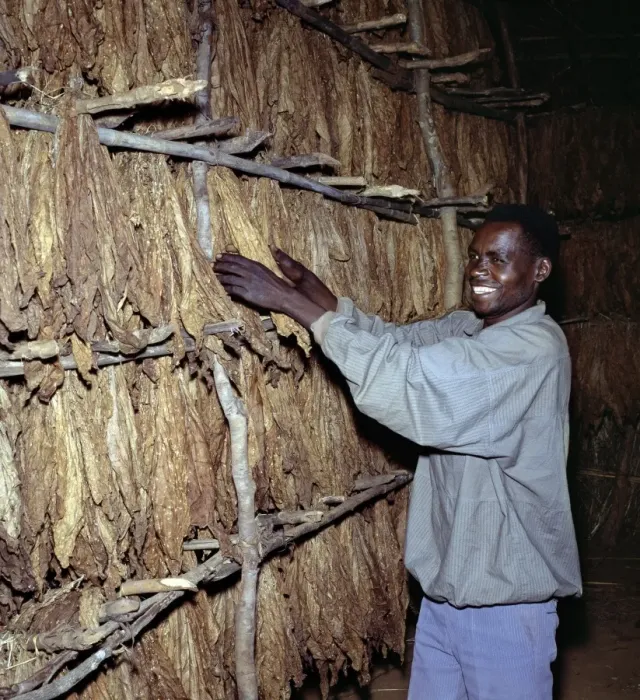 Framed Print : A workman attends to tobacco leaves curing on racks Framed Print : A workman attends to tobacco leaves curing on racks
