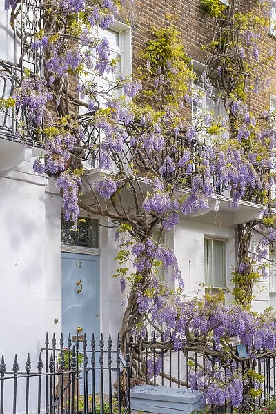 Wysteria growing on a house, Chelsea, London, England, UK