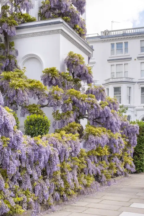 Framed Print : Wysteria growing on a house, Kensington, London, England, UK Framed Print : Wysteria growing on a house, Kensington, London, England, UK