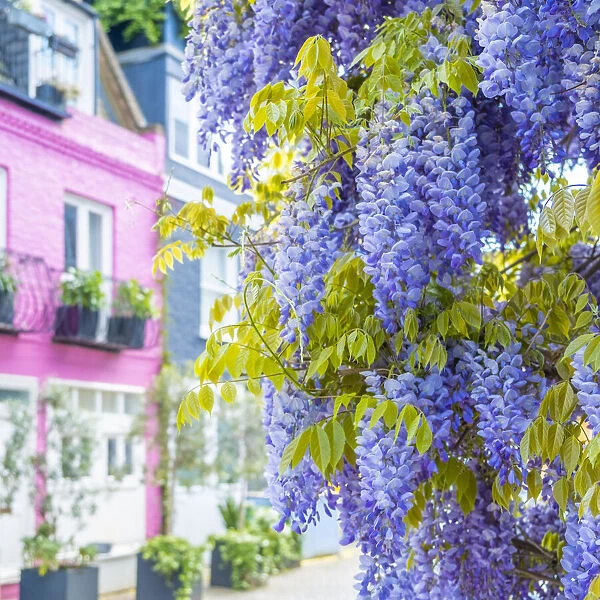 Wysteria growing on a house in a Mews in Notting Hill, London, England, UK