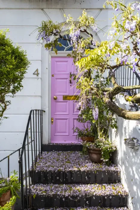 Framed Print : Wysteria growing infront of a house in Kensington, London, England, UK