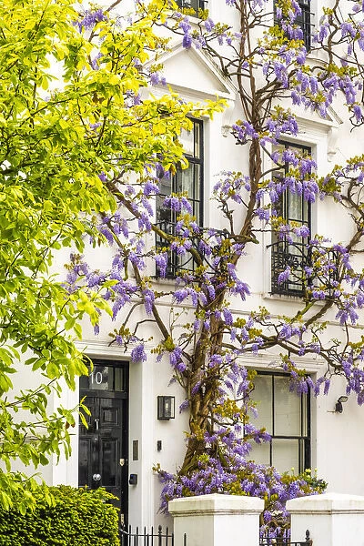 Wysteria growing infront of a house in Kensington, London, England, UK