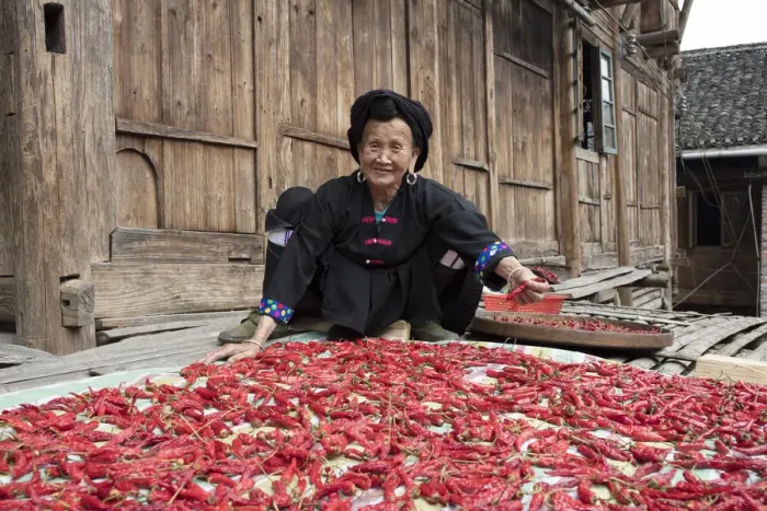 Framed Print : Yao lady drying chillies, Longji, China Framed Print : Yao lady drying chillies, Longji, China