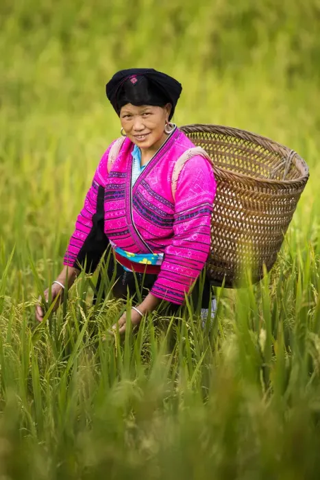 Framed Print : Yao minority lady, Longji rice terraces, Longshen, China Framed Print : Yao minority lady, Longji rice terraces, Longshen, China