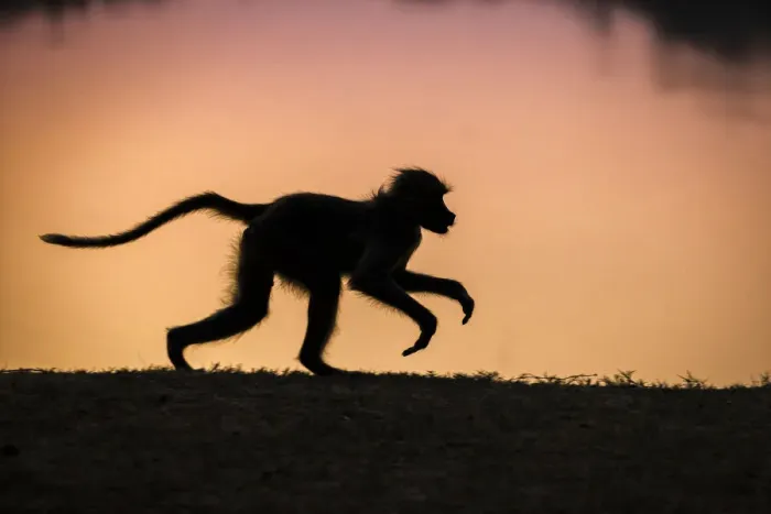 Framed Print : Yellow baboon silhouetted against the Luangwa River at sunrise, South Luangwa National Park, Zambia Framed Print : Yellow baboon silhouetted against the Luangwa River at sunrise, South Luangwa National Park, Zambia