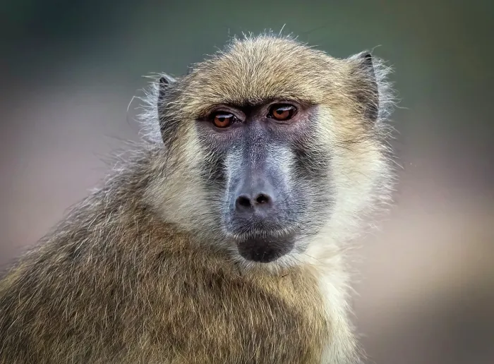 Framed Print : Yellow baboon, South Luangwa National Park, Zambia Framed Print : Yellow baboon, South Luangwa National Park, Zambia