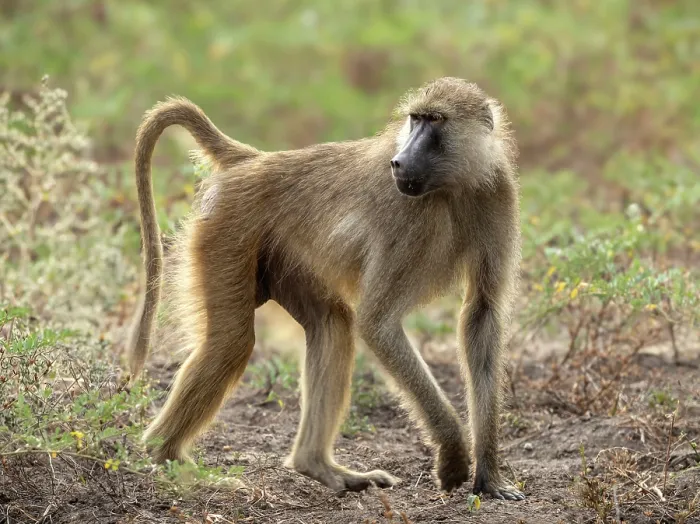 Framed Print : Yellow baboon, South Luangwa National Park, Zambia Framed Print : Yellow baboon, South Luangwa National Park, Zambia