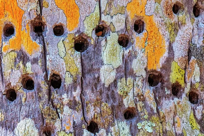 Framed Print : Yellow-bellied Sapsucker holes in lichen encrusted palm tree trunk, Grand Cayman, BWI Framed Print : Yellow-bellied Sapsucker holes in lichen encrusted palm tree trunk, Grand Cayman, BWI