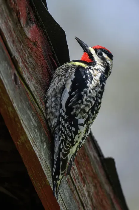 Framed Print : Yellow-bellied sapsucker (Sphyrapicus varius) Male drumming on shed, Greater Sudbury, Ontario, Canada Framed Print : Yellow-bellied sapsucker (Sphyrapicus varius) Male drumming on shed, Greater Sudbury, Ontario, Canada