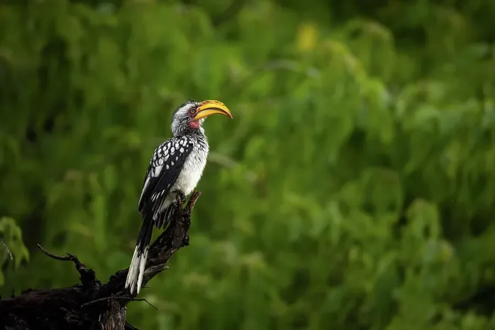 Framed Print : Yellow Billed hornbill, Okavango Delta, Botswana Framed Print : Yellow Billed hornbill, Okavango Delta, Botswana