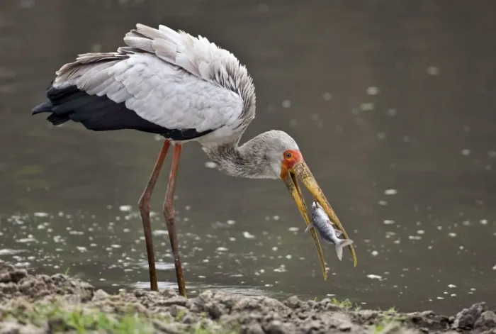 Framed Print : A Yellow-billed stork catches a fish in the Katuma River. Katavi National Park Framed Print : A Yellow-billed stork catches a fish in the Katuma River. Katavi National Park