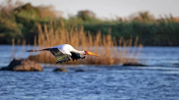 Yellow billed stork, Chobe River, Botswana