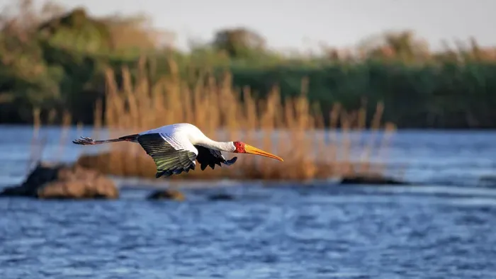 Framed Print : Yellow billed stork, Chobe River, Botswana Framed Print : Yellow billed stork, Chobe River, Botswana