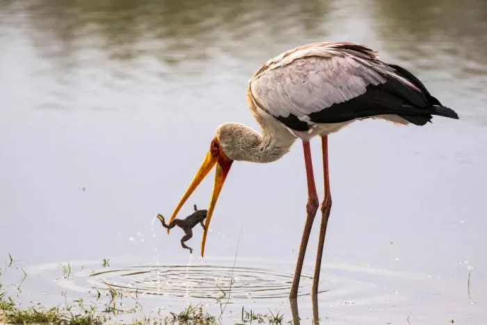 Framed Print : Yellow Billed Stork with frog catch, Okavango Delta, Botswana Framed Print : Yellow Billed Stork with frog catch, Okavango Delta, Botswana