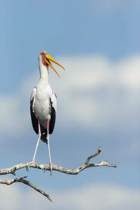Framed Print : Yellow-billed Stork (Mycteria Ibis), Chobe River, Chobe National Park, Botswana, Africa Framed Print : Yellow-billed Stork (Mycteria Ibis), Chobe River, Chobe National Park, Botswana, Africa