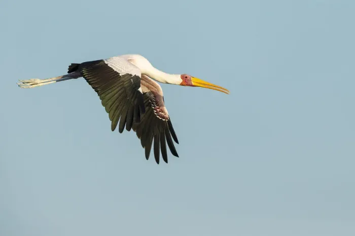 Framed Print : Yellow-billed Stork (Mycteria Ibis) in flight, Chobe River, Chobe National Park, Botswana