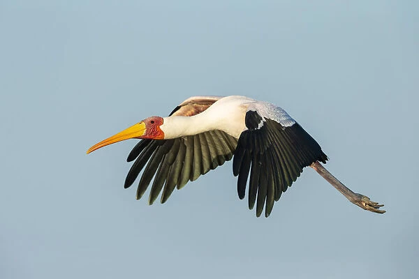 Yellow-billed Stork (Mycteria Ibis) in flight, Chobe River, Chobe National Park, Botswana