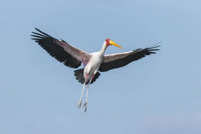 Framed Print : Yellow-billed Stork (Mycteria Ibis) in flight, Chobe River, Chobe National Park, Botswana Framed Print : Yellow-billed Stork (Mycteria Ibis) in flight, Chobe River, Chobe National Park, Botswana