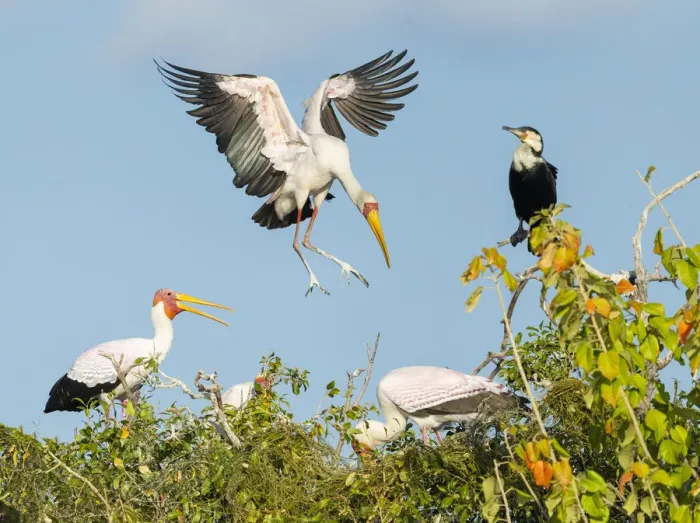 Framed Print : Yellow-billed Stork (Mycteria Ibis) landing in nesting colony, Chobe River Framed Print : Yellow-billed Stork (Mycteria Ibis) landing in nesting colony, Chobe River