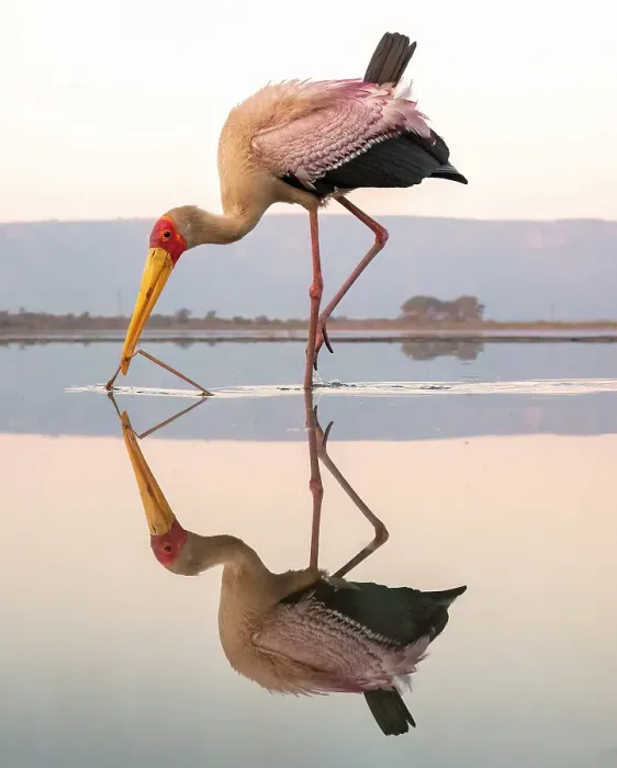 Framed Print : Yellow billed stork and its reflection in a lagoon Zimanga Private Game Reserve, Natal, South Africa Framed Print : Yellow billed stork and its reflection in a lagoon Zimanga Private Game Reserve, Natal, South Africa
