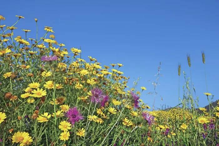 Framed Print : Yellow chamomile with knapweed - Italy, Sardinia, Olbia-Tempio, Olbia, north of Framed Print : Yellow chamomile with knapweed - Italy, Sardinia, Olbia-Tempio, Olbia, north of