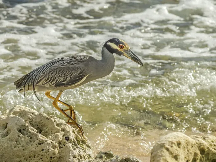 Framed Print : Yellow-crowned Night Heron (Nyctanassa violacea), Grand Cayman, Cayman Islands, British West Indies Framed Print : Yellow-crowned Night Heron (Nyctanassa violacea), Grand Cayman, Cayman Islands, British West Indies