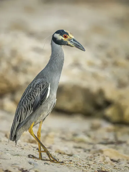 Framed Print : Yellow-crowned Night Heron (Nyctanassa violacea), Grand Cayman, Cayman Islands, British West Indies Framed Print : Yellow-crowned Night Heron (Nyctanassa violacea), Grand Cayman, Cayman Islands, British West Indies
