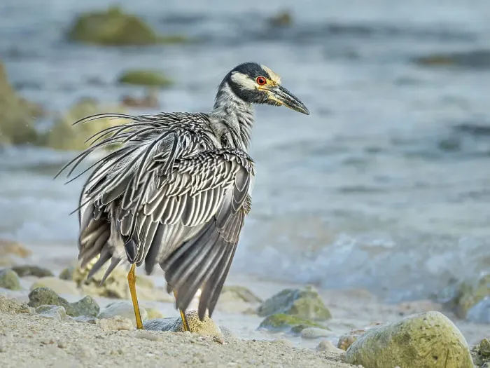 Framed Print : Yellow-crowned Night Heron (Nyctanassa violacea), Grand Cayman, Cayman Islands, British West Indies Framed Print : Yellow-crowned Night Heron (Nyctanassa violacea), Grand Cayman, Cayman Islands, British West Indies