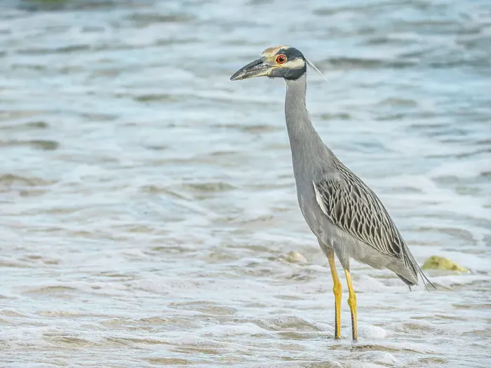 Framed Print : Yellow-crowned Night Heron (Nyctanassa violacea), Grand Cayman, Cayman Islands, British West Indies Framed Print : Yellow-crowned Night Heron (Nyctanassa violacea), Grand Cayman, Cayman Islands, British West Indies