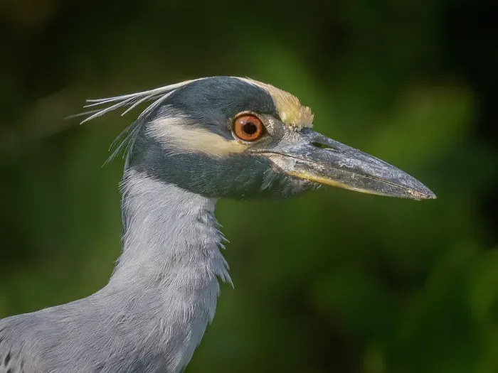Framed Print : Yellow-crowned Night Heron (Nyctanassa violacea), Grand Cayman, Cayman Islands, British West Indies Framed Print : Yellow-crowned Night Heron (Nyctanassa violacea), Grand Cayman, Cayman Islands, British West Indies
