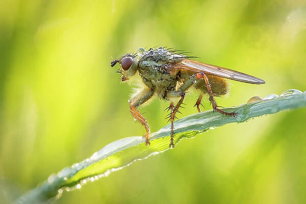 Yellow dung fly (Scathophaga stercoraria), River Frome Water Meadows, Dorchester, Dorset, England, UK