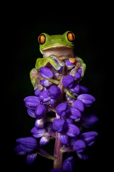 Framed Print : Yellow-eyed or Blue sided Leaf Frog (Agalychnis annae), San Jose, Costa Rica Framed Print : Yellow-eyed or Blue sided Leaf Frog (Agalychnis annae), San Jose, Costa Rica