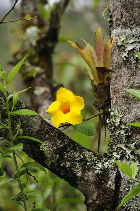 Framed Print : Yellow flower on tree, Terradentro, Colombia, South America Framed Print : Yellow flower on tree, Terradentro, Colombia, South America