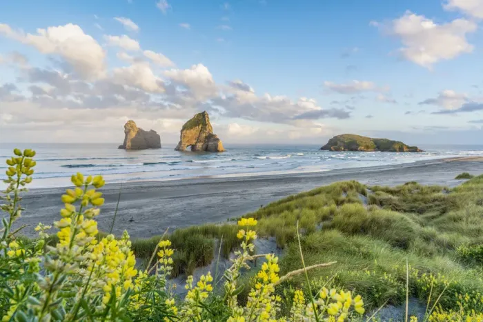 Framed Print : Yellow flowers with Archway Islands in the background Framed Print : Yellow flowers with Archway Islands in the background