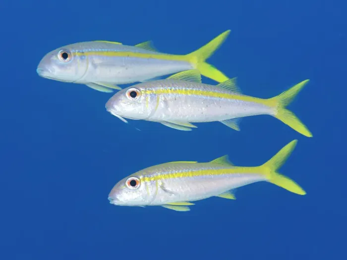 Framed Print : Yellow Goatfish (Mulloidichthys martinicus), Grand Cayman, Cayman Islands, British West Indies