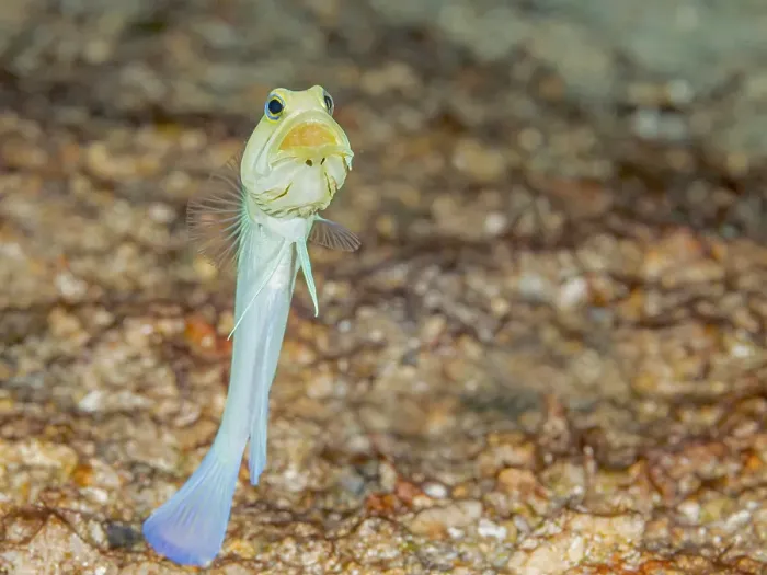 Framed Print : Yellow-headed Jawfish (Opistognathus aurifrons), Grand Cayman, Cayman Islands, British West Indies Framed Print : Yellow-headed Jawfish (Opistognathus aurifrons), Grand Cayman, Cayman Islands, British West Indies