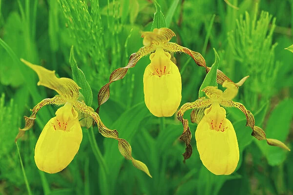 Yellow Lady's Slipper (Cypripedium parviflorum) orchid Whiteshell Provincial Park, Manitoba, Canada