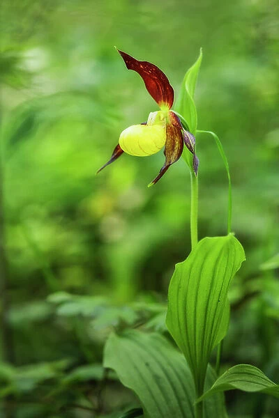 Yellow Lady's-slipper orchid (Cypripedium calceolus), Thuringian Forest, Thuringia, Germany