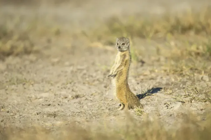 Framed Print : Yellow mongoose (Cynictis penicillata), Savuti, Chobe National Park, Botswana, Africa Framed Print : Yellow mongoose (Cynictis penicillata), Savuti, Chobe National Park, Botswana, Africa