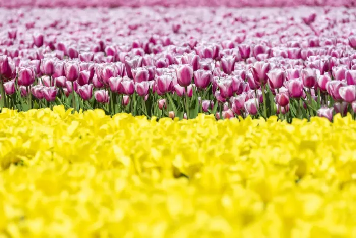Framed Print : Detail of yellow and pink tulips in a multicolor tulips field (Lisse, South Holland Framed Print : Detail of yellow and pink tulips in a multicolor tulips field (Lisse, South Holland