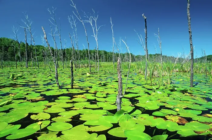 Framed Print : Yellow pond-lily, variegated pond-lily or bullhead pond-lily (Nuphar variegata) Whitefish, Ontario, Canada