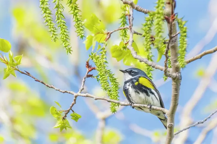 Framed Print : Yellow-rumped Warbler (Setophaga coronata), Barrie, Ontario, Canada Framed Print : Yellow-rumped Warbler (Setophaga coronata), Barrie, Ontario, Canada