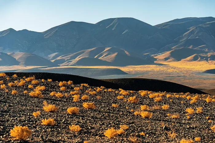 Framed Print : Yellow shrubs in the volcanic landscape, El Penon, Puna, Catamarca, Argentina Framed Print : Yellow shrubs in the volcanic landscape, El Penon, Puna, Catamarca, Argentina